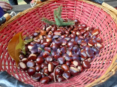 Castagne ne abbiamo?!?